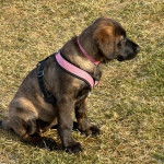 Un Mastiff assis sur un terrain herbeux et portant un harnais 