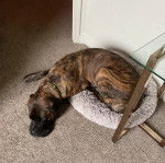 Un Mastiff allongé dans un panier et portant un collier autour du cou