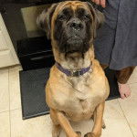 Un Mastiff assis sur un sol carrelé et portant un collier autour du cou