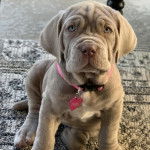 Un Mastiff assis sur un tapis et portant un collier autour du cou