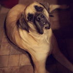 Un Mastiff allongé sur un sol carrelé et semblant détendu 