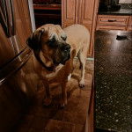 Un Mastiff sur un sol carrelé et portant un foulard autour du cou