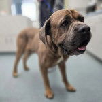 Un Mastiff tirant la langue et qui est tenu en laisse 