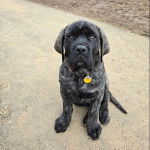 Un Mastiff assis sur une surface bétonnée et portant un collier autour du cou