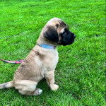 Un chiot Mastiff assis sur un terrain herbeux et qui est tenu en laisse 