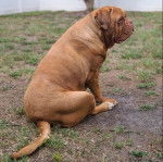 Un Mastiff assis sur une surface herbacée et semblant détendu 