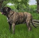 Un Mastiff sur un terrain herbeux et portant un collier autour du cou