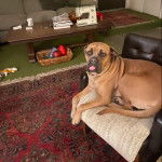 Un Mastiff allongé sur un fauteuil et portant un collier autour du cou