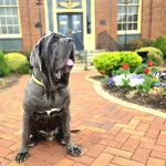 Un Mastiff assis sur un sol pavé et portant un collier autour du cou