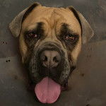 Un Mastiff regardant vers la caméra et ayant la langue pendante 