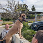 Un Mastiff tirant la langue et portant un collier autour du cou