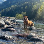 Un Mastiff dans l'eau et portant un collier autour du cou