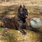 Un Mastiff tirant la langue et portant un collier autour du cou