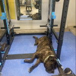 Un Mastiff allongé sur un tapis et portant un collier autour du cou