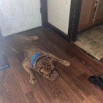 Un Mastiff allongé sur un plancher et portant un collier autour du cou