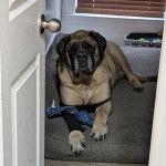 Un Mastiff allongé sur un lit pour chien et regardant vers la caméra 