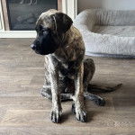 Un Mastiff assis sur un plancher et semblant détendu 