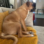 Un Mastiff assis sur un canapé et semblant détendu 