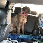 Un Mastiff assis sur la banquette arrière d'une voiture et qui est tenu en laisse