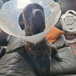 Un Mastiff assis sur un canapé et portant un carcan 