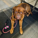 Un Mastiff allongé sur une moquette et qui est tenu en laisse 