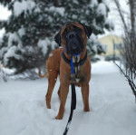 Un Mastiff sur une surface enneigée et qui est tenu en laisse 