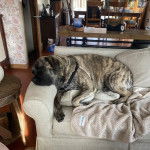 Un Mastiff allongé sur un canapé et portant un harnais