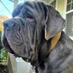 Un Mastiff bavant et portant un collier autour du cou