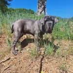Un Mastiff sur un terrain herbeux et regardant vers la caméra 