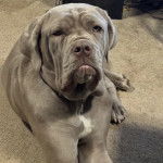 Un Mastiff allongé sur une moquette et semblant détendu