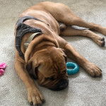 Un Mastiff allongé sur une moquette et portant un harnais