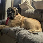 Un Mastiff allongé sur un canapé et regardant vers la caméra 