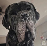 Un Mastiff regardant vers la caméra 
