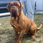 Un Mastiff assis sur une surface herbacée 