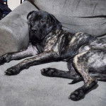 Un Mastiff allongé sur un canapé et semblant détendu 