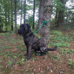 Un Mastiff assis sur un terrain herbeux et qui est tenu en laisse  