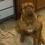 Un Mastiff assis sur un sol carrelé et semblant détendu 