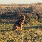 Un Mastiff assis sur une surface herbacée et portant un harnais 
