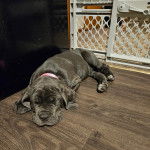 Un Mastiff allongé sur un plancher et portant un collier autour du cou