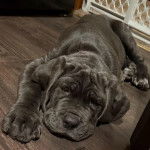 Un Mastiff allongé sur un plancher et regardant vers la caméra 