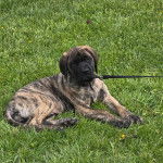 Un Mastiff allongé sur un terrain herbeux et qui est tenu en laisse 