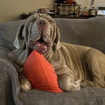 Un Mastiff allongé sur un canapé et semblant détendu 