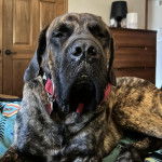 Un Mastiff allongé et portant un collier autour du cou