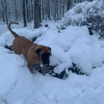 Un Mastiff sur une surface enneigée et portant un collier autour du cou
