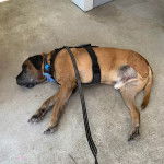 Un Mastiff allongé sur une surface bétonnée et qui est tenu en laisse 