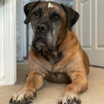 Un Mastiff allongé sur une moquette 