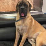 Un Mastiff tirant la langue et portant un collier autour du cou