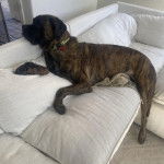 Un Mastiff allongé sur un canapé et portant un collier autour du cou