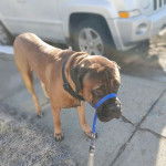 Un Mastiff sur une surface bétonnée et qui est tenu en laisse 