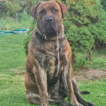 Un Mastiff bavant et portant un collier autour du cou